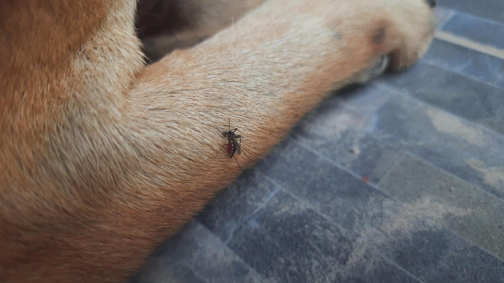 Leishmaniose Canina - Pidada de Mosquito